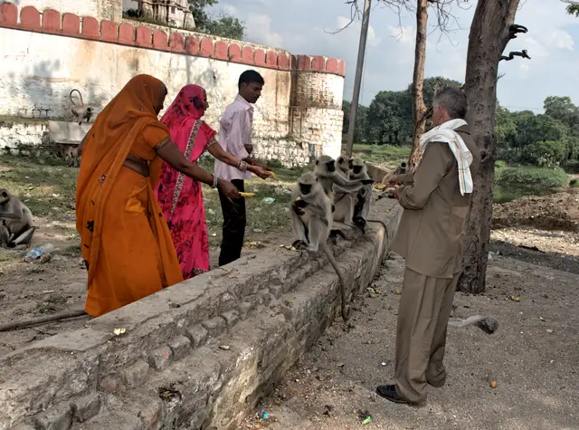 मंदिर परिसर में लंगूरों को खिलाते श्रद्धालु